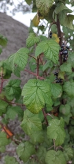 Ribes ciliatum