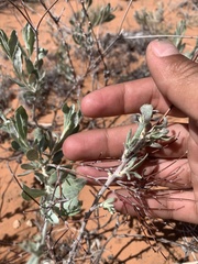 Eriogonum leptocladon
