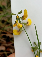 Sphaerolobium alatum