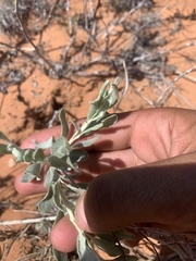 Eriogonum leptocladon