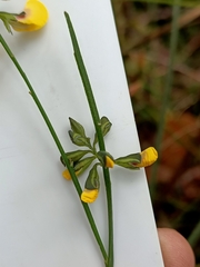 Sphaerolobium alatum