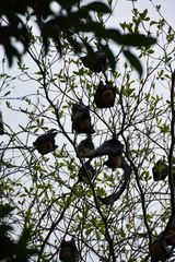 Pteropus conspicillatus