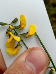 Sphaerolobium alatum