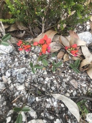 Kennedia coccinea