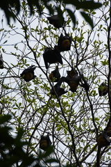 Pteropus conspicillatus