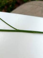 Sphaerolobium alatum