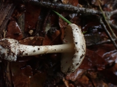 Amanita xylinivolva