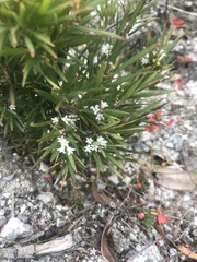 Leucopogon australis