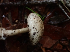 Amanita xylinivolva