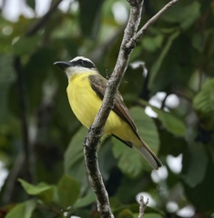 Megarynchus pitangua