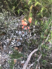 Sphaerolobium grandiflorum