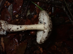 Amanita xylinivolva