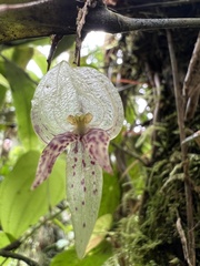 Pleurothallis cotyligera