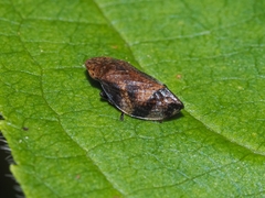 Lepyronia quadrangularis