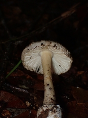 Amanita xylinivolva