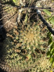 Coryphantha erecta