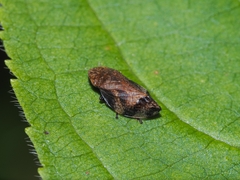 Lepyronia quadrangularis