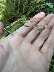 Bromus vulgaris