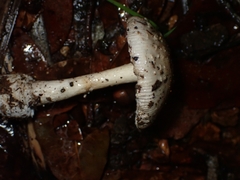 Amanita xylinivolva