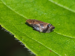 Lepyronia quadrangularis