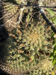 Coryphantha erecta