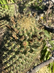 Coryphantha erecta