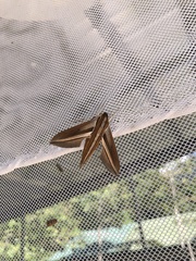 Theretra oldenlandiae