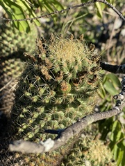 Coryphantha erecta