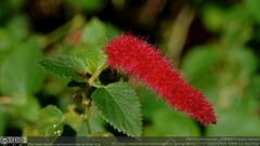 Acalypha pendula