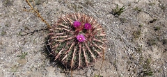 Ferocactus latispinus