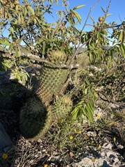Coryphantha erecta