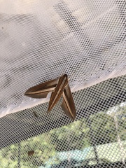 Theretra oldenlandiae