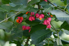 Euonymus