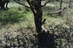 Echinopsis rhodotricha