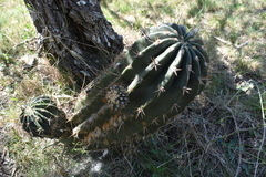 Echinopsis rhodotricha