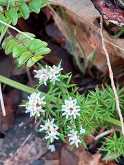 Leucopogon capitellatus