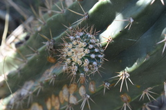 Echinopsis rhodotricha