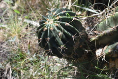 Echinopsis rhodotricha