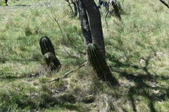 Echinopsis rhodotricha