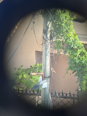 Passer domesticus