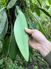 Pleurothallis cotyligera