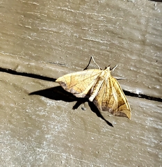 Eulithis diversilineata
