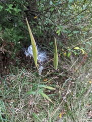 Asclepias tuberosa