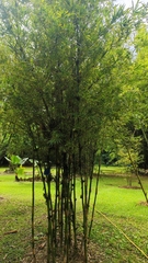 Bambusa pervariabilis