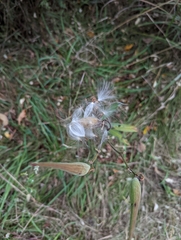 Asclepias tuberosa