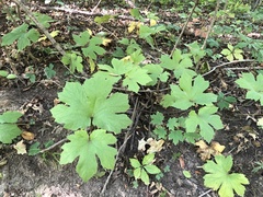 Hydrastis canadensis