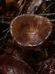 Lactifluus gerardii