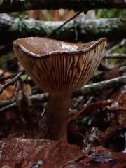 Lactifluus gerardii