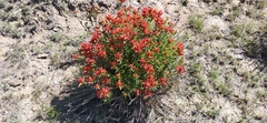 Castilleja tenuiflora