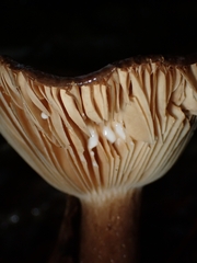 Lactifluus gerardii